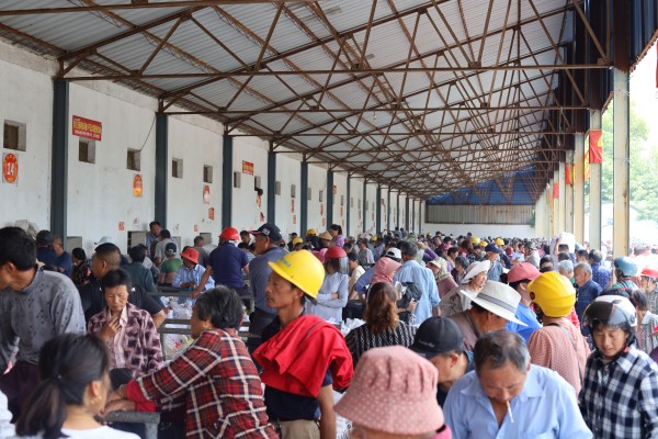 1686556443244029.jpg 蠶農排隊賣繭場景_副本.jpg